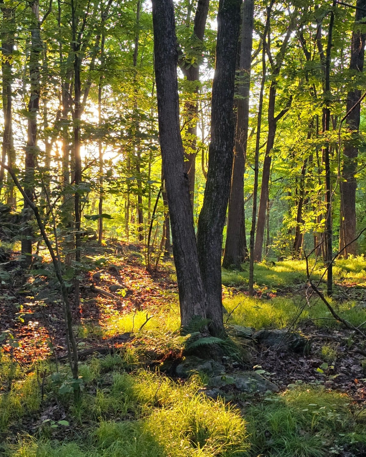 Beautiful autumn forest scenery